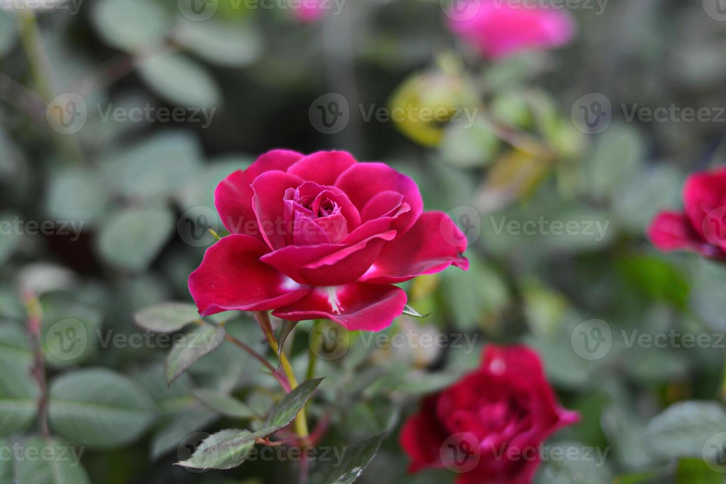 Red roses bloom in the garden among the green leaves. photo