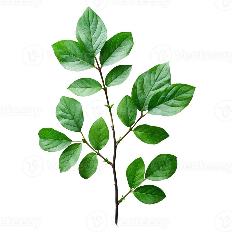 Vibrant green leaves on a branch isolated on transparent background png
