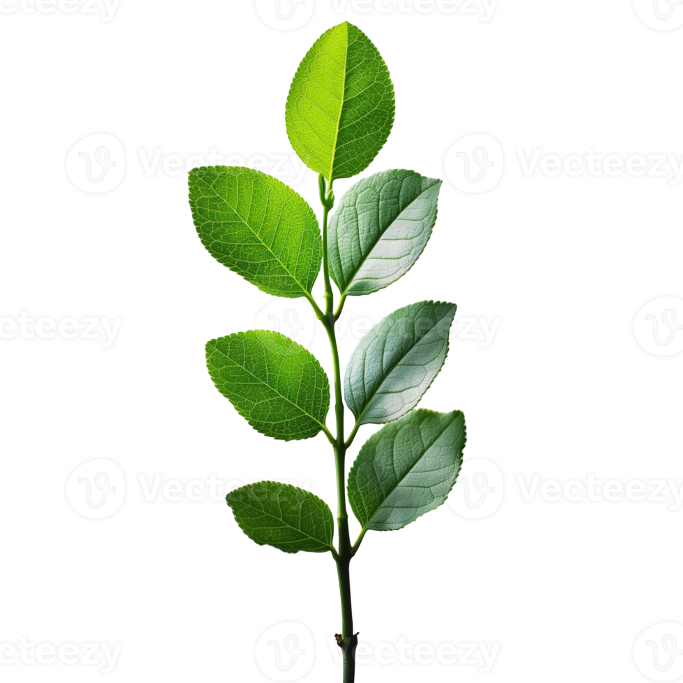 Green leafy branch isolated on a transparent background png