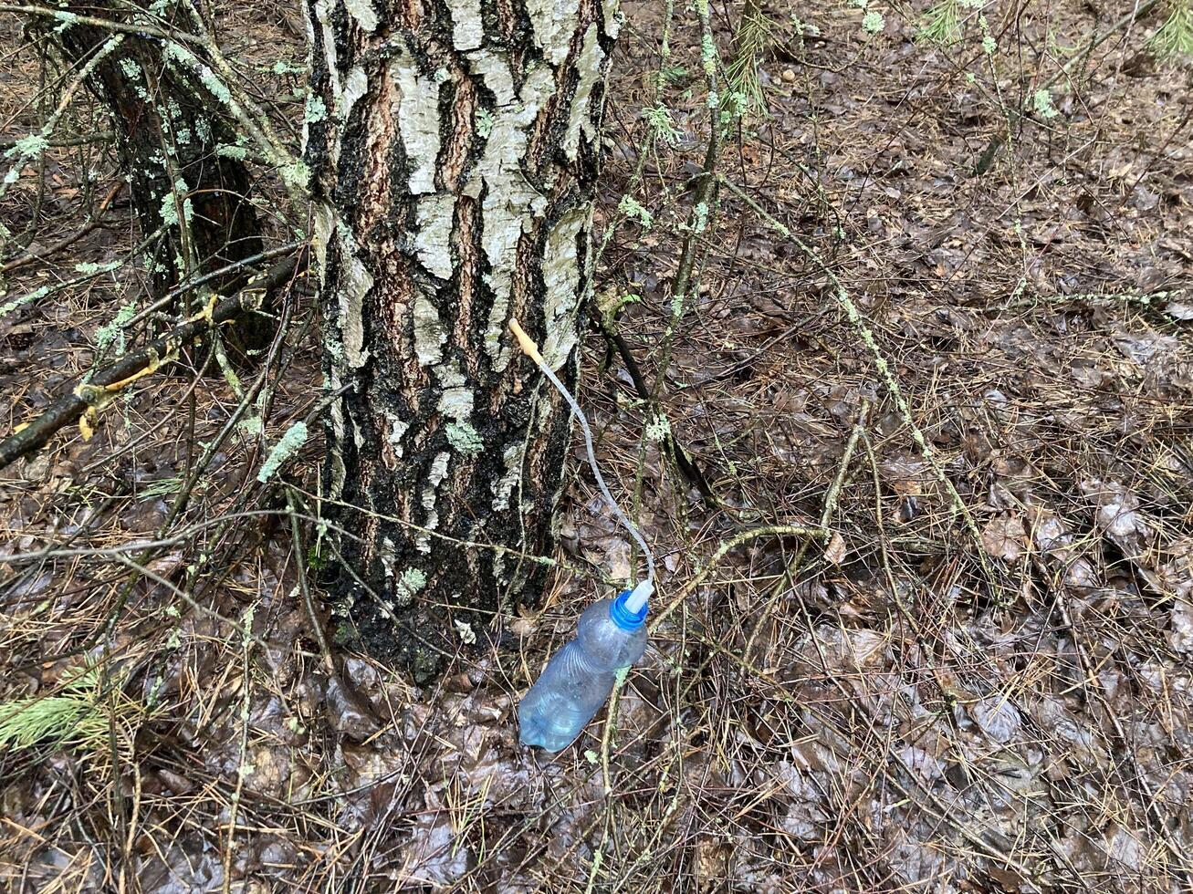 Extraction of birch sap using an industrial method photo