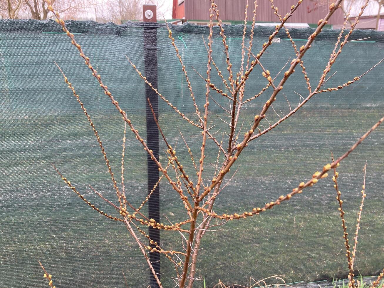 Buds on trees grew in spring photo