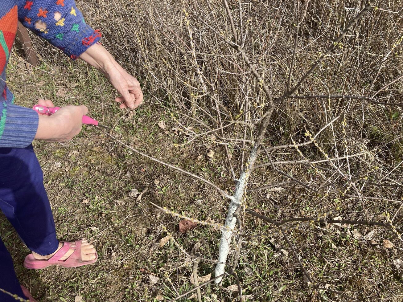 Pruning young trees in spring photo