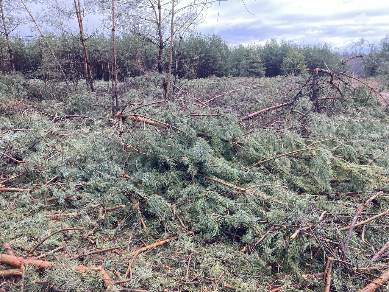 Foresters cutting down a young pine forest photo