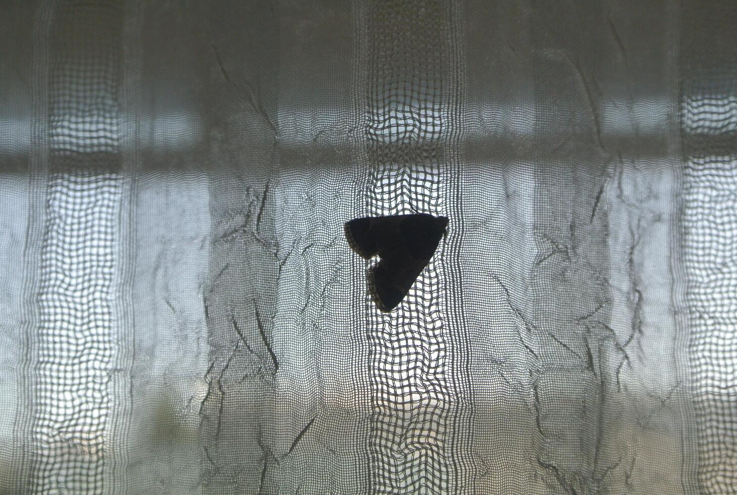 butterfly in room photo