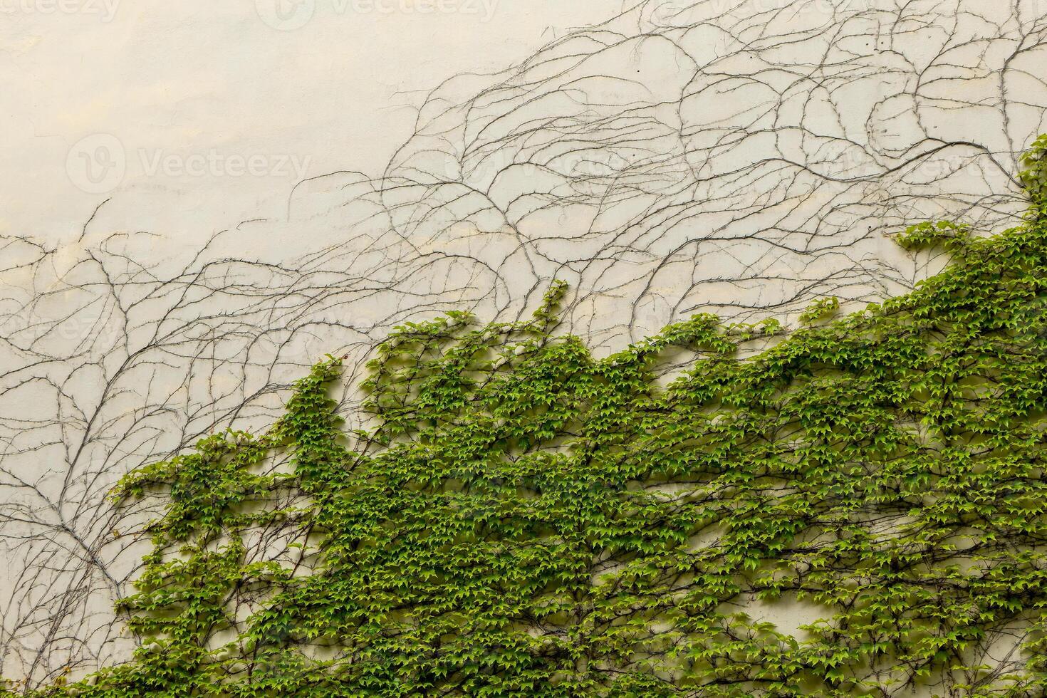 wall covered in green vines photo