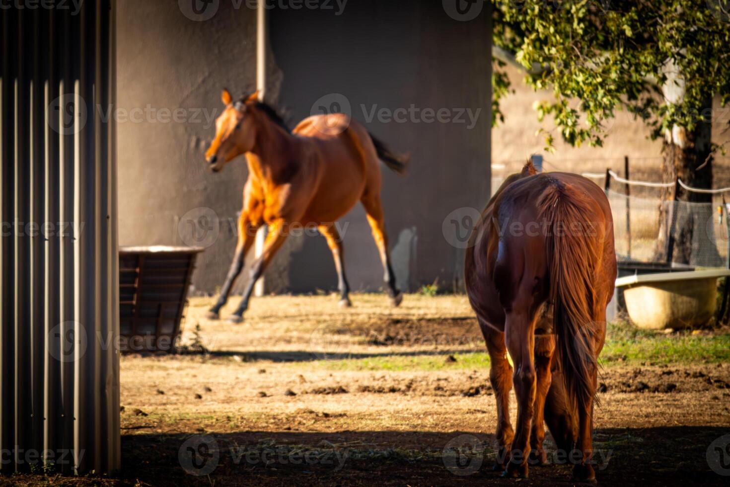 equino compañeros en luz de sol foto