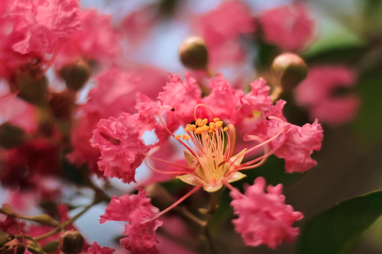 Lagerstroemia flower blooms in the garden. Lagerstroemia flower have latin named lagerstroemia. Lagerstroemia flower from lythraceae family photo