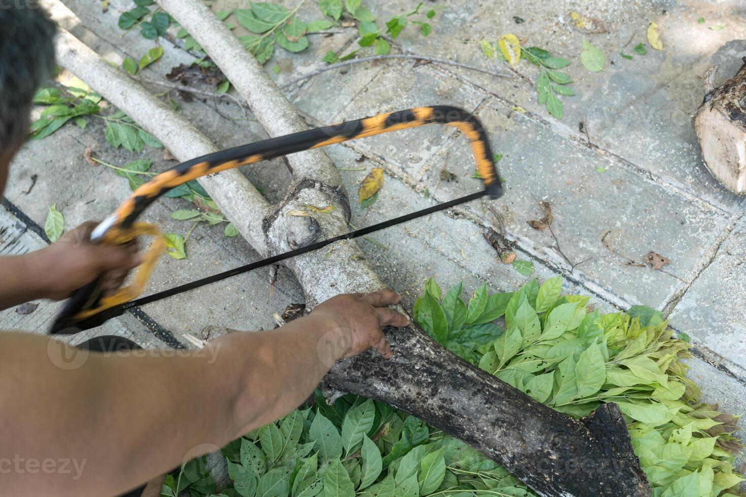 A branches tree, old men are using bow saw to cut wood to make firewood. photo