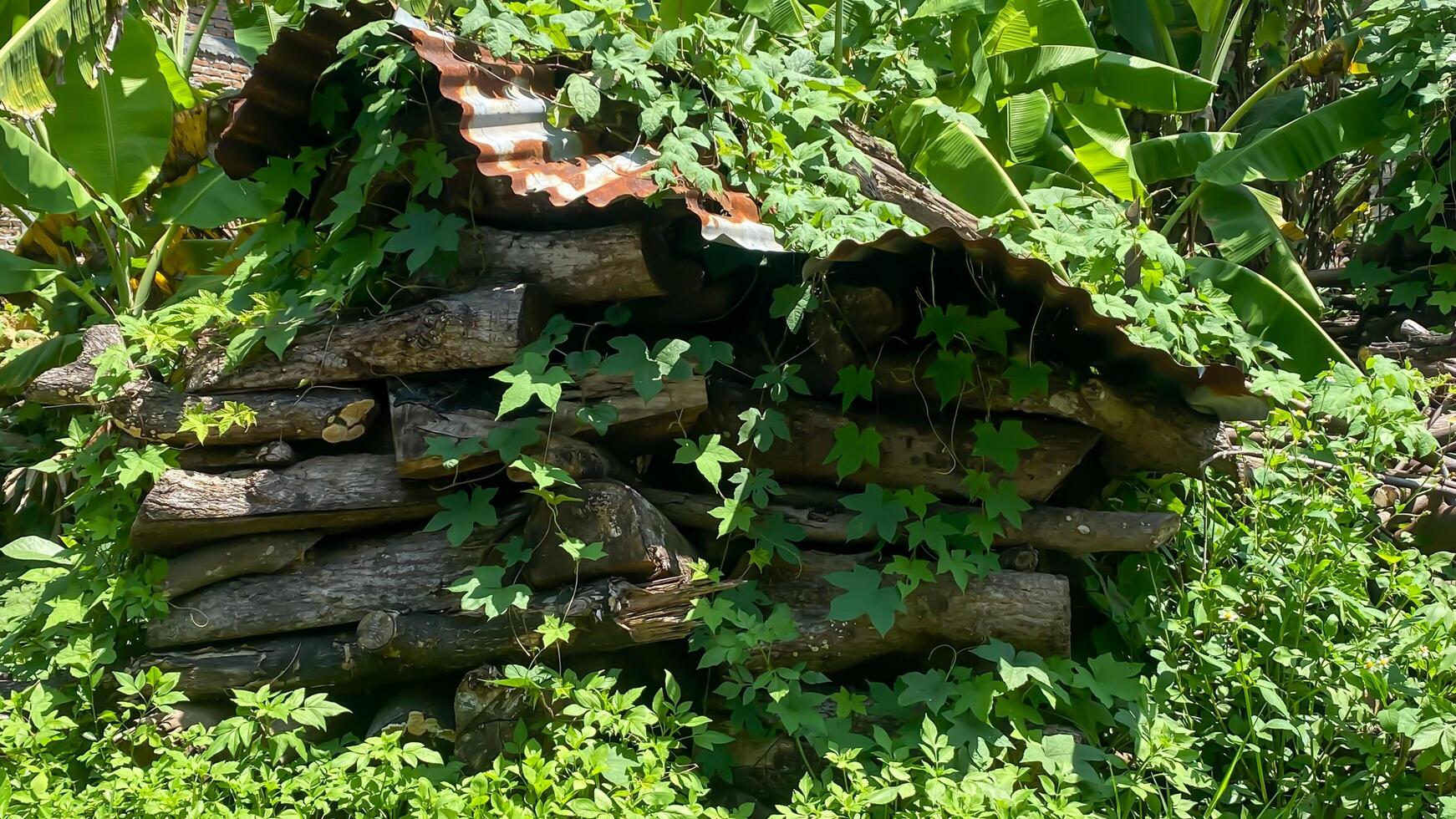 A pile of old wood lumber covered in moss and overgrown with grass. photo