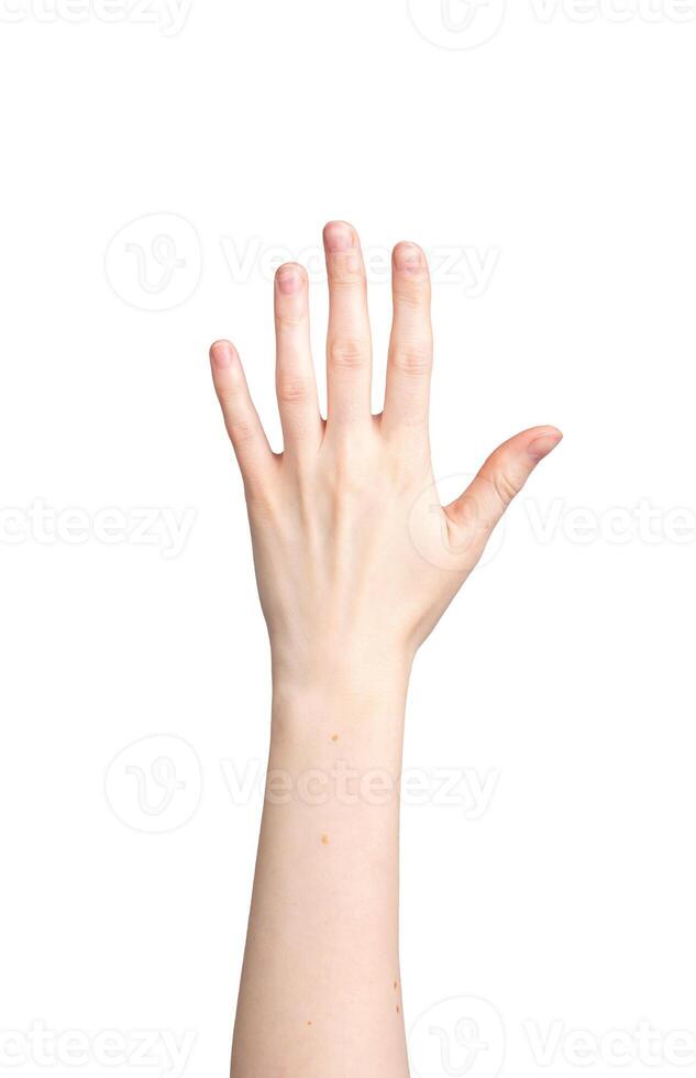 Hand up, gesture, five fingers isolated on white background photo