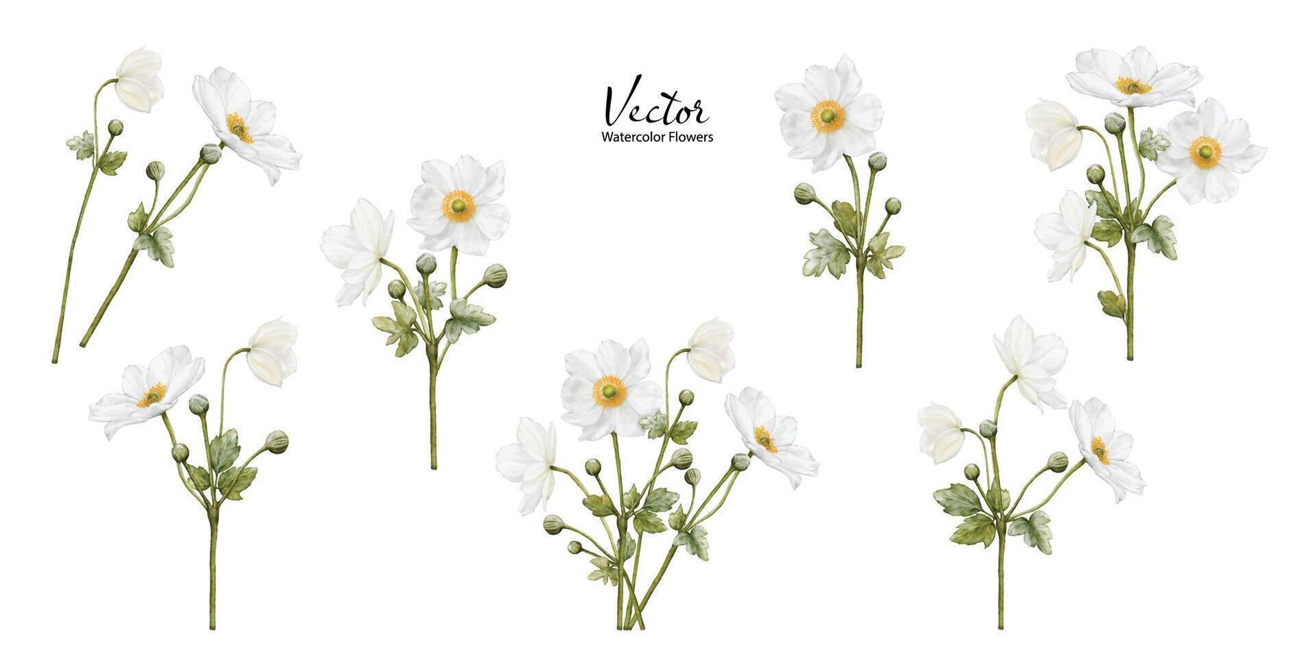 conjunto de acuarela de blanco anémonas flor floreciente vector