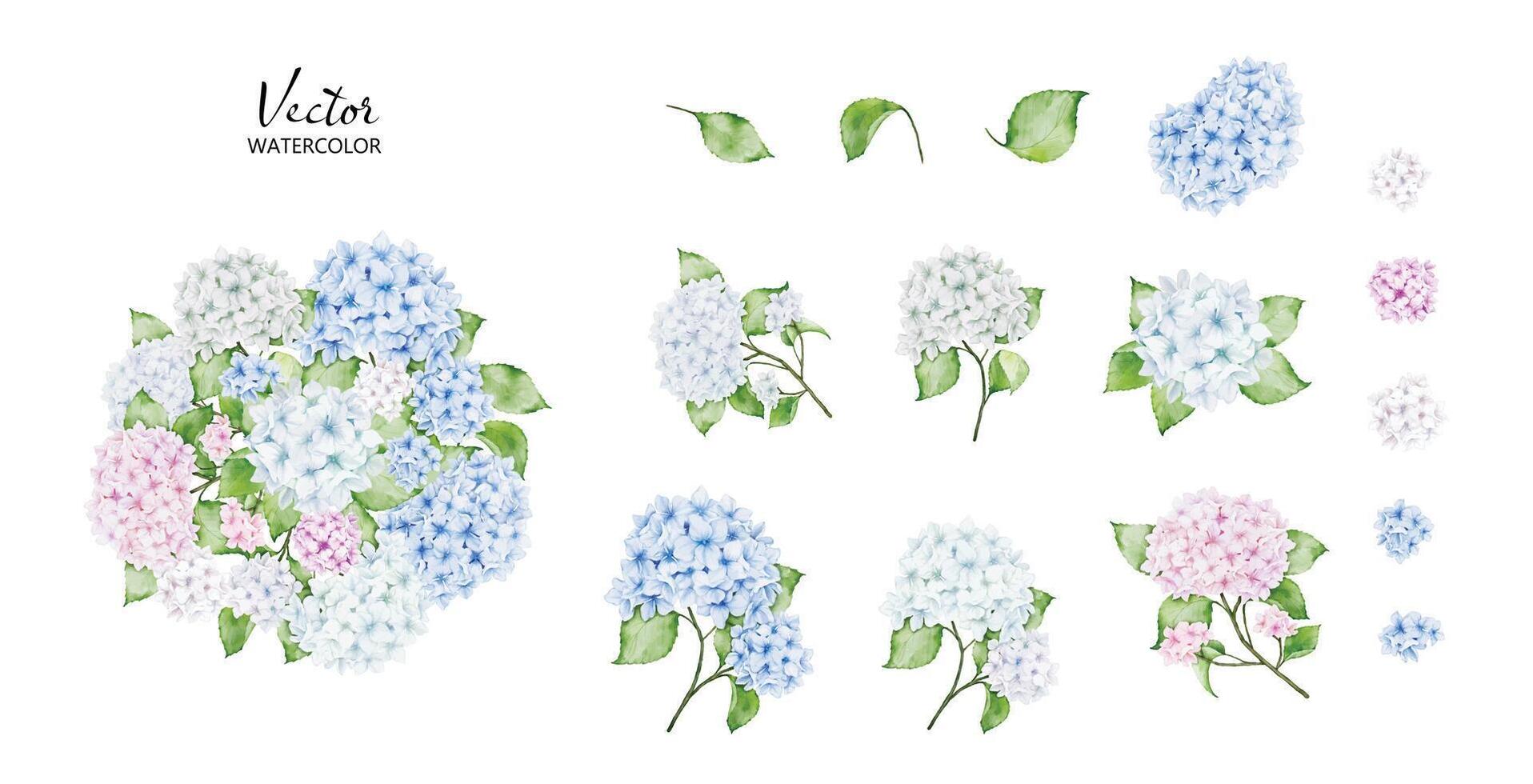 conjunto de acuarela hortensia ramos de flores vector