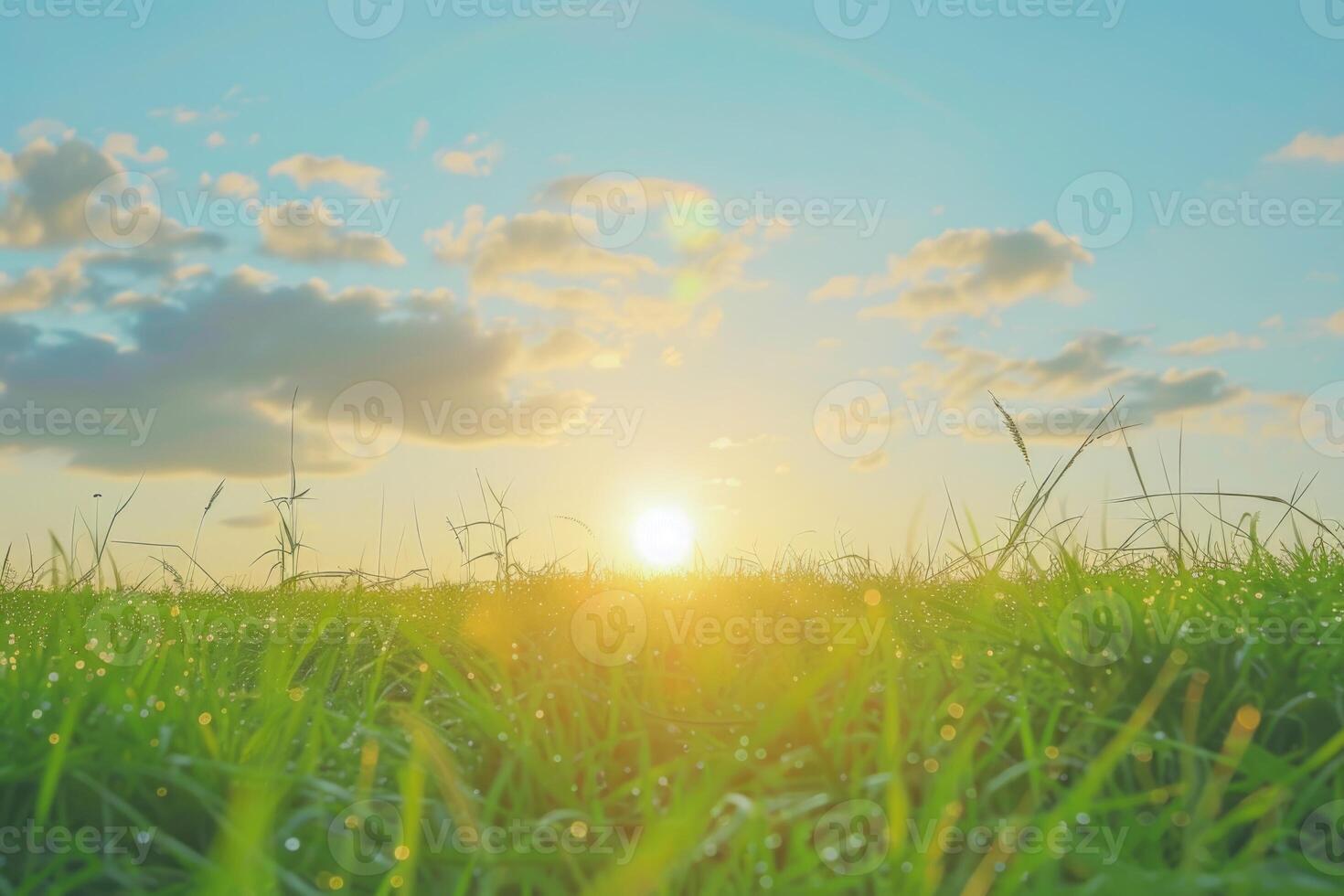 Sunset sun and field of green fresh grass under blue sky photo