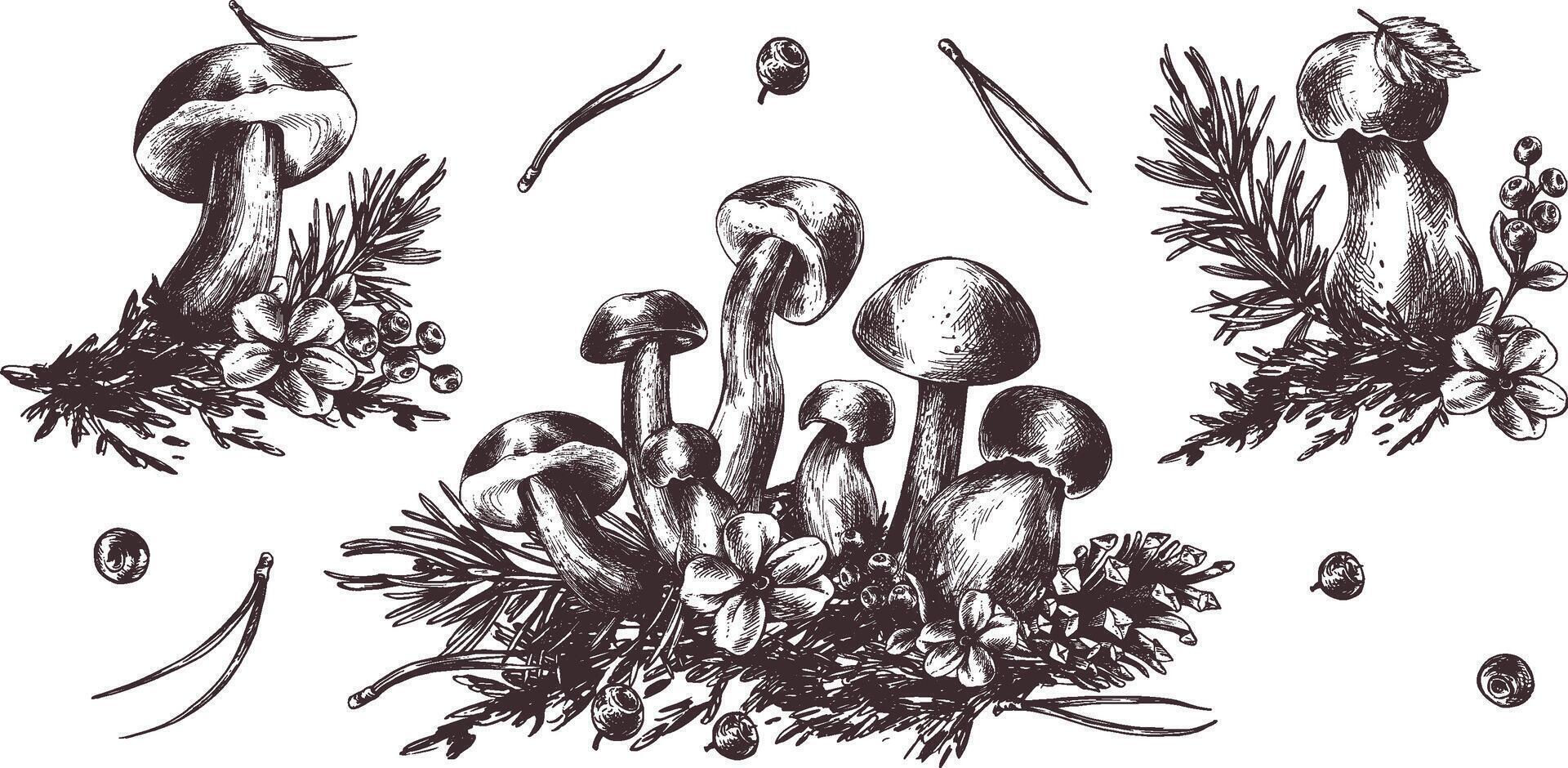 A set of forest mushrooms, boletus, chanterelles and blueberries, lingonberries, twigs, cones, leaves. Graphic illustration hand drawn in black ink. EPS . vector