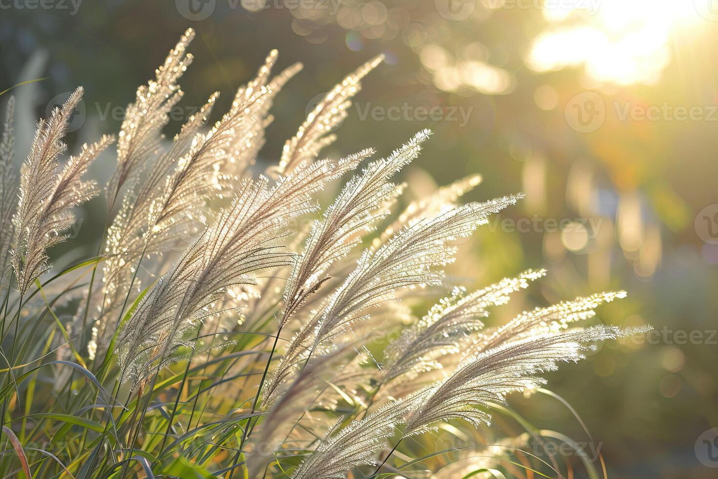 Close up of ornamental grasses backlit by the late afternoon sun Boylston Massachusetts. photo