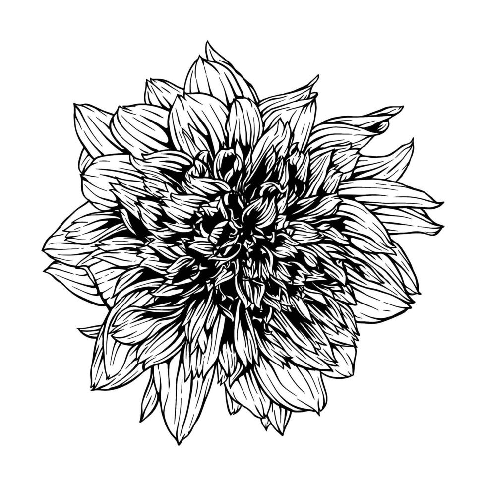 mano dibujado dalia mambo flor floral ilustración vector