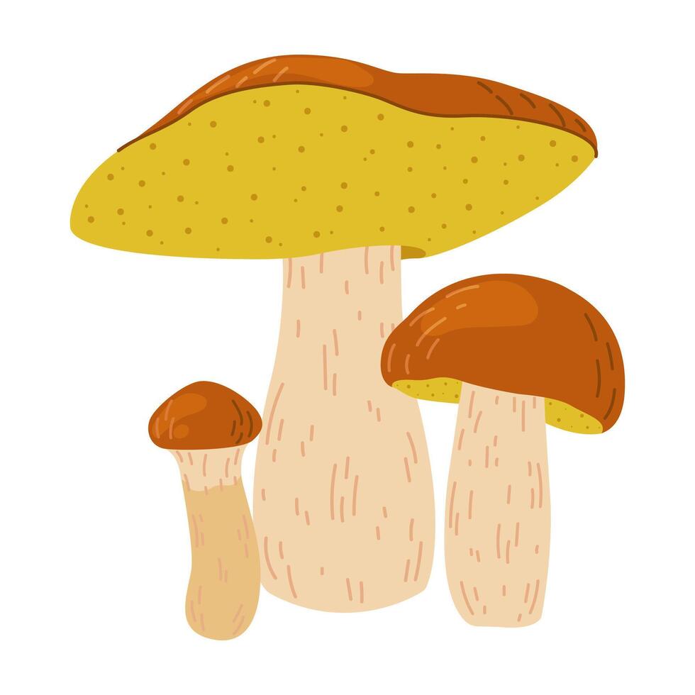 Suillus mushrooms. Edible fungus. Hand drawn trendy flat style isolated on white background. Autumn forest harvest, healthy organic food, vegetarian food. vector