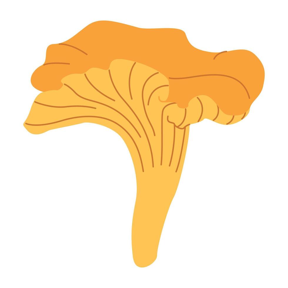 Chanterelle illustration. Edible chanterelle mushrooms. Yellow mushroom. Hand drawn trendy flat style. Doodle autumn forest harvest vector