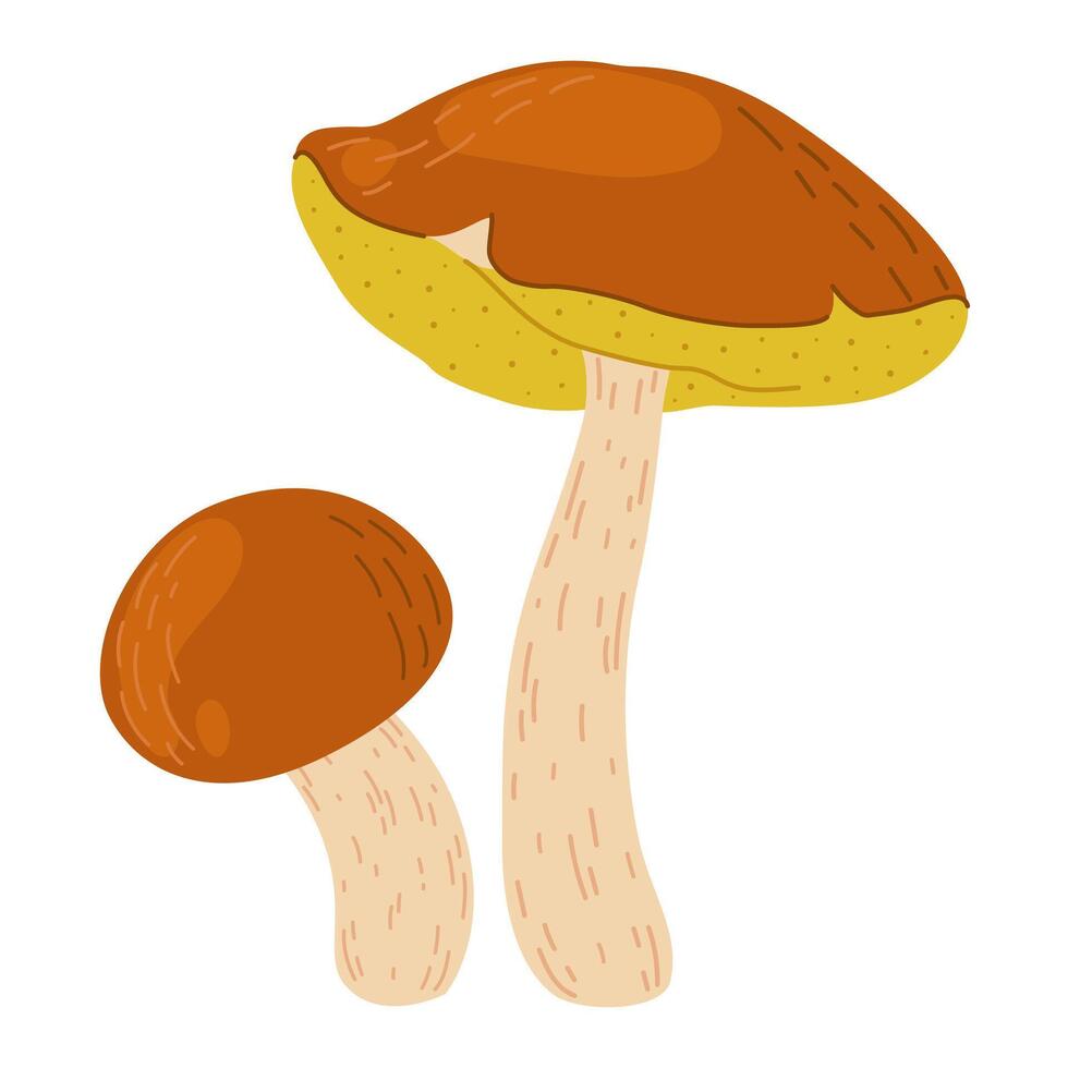 Suillus mushrooms. Edible fungus. Hand drawn trendy flat style isolated on white background. Autumn forest harvest, healthy organic food, vegetarian food. vector