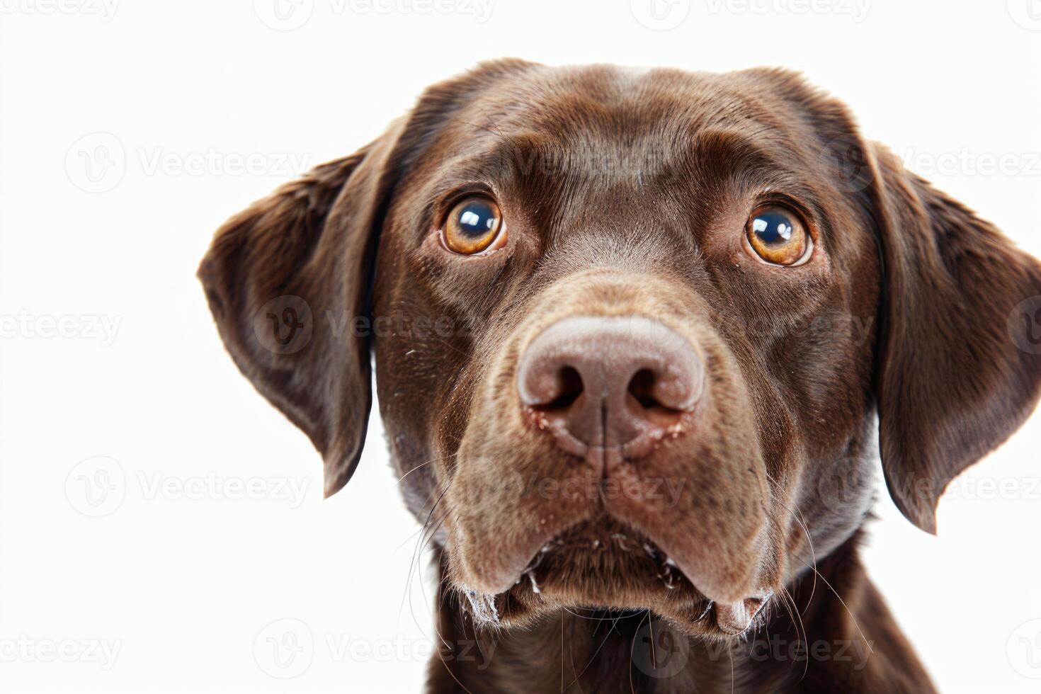 Chocolate Labrador portrait with quirky expression on white background. photo