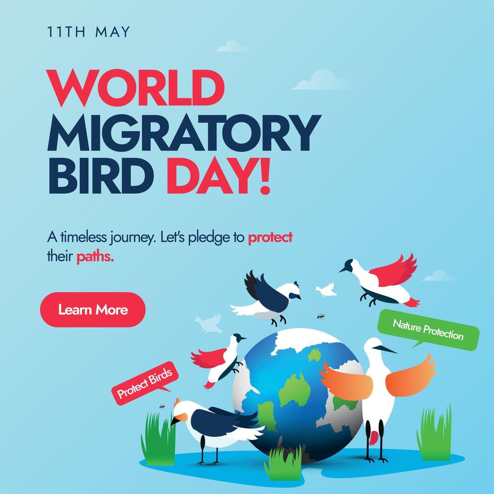 World Migratory Bird Day. 11 May world migratory bird day conceptual banner, social media post with earth globe and different migratory birds around it. Protect Insects, Protect Birds awareness banner vector