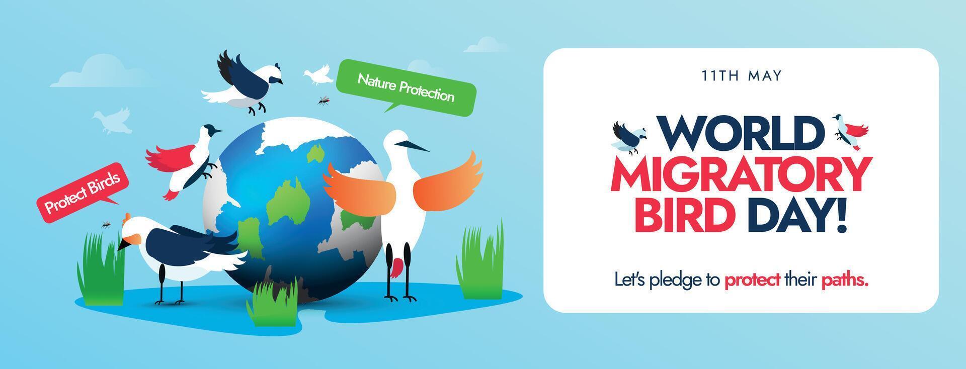 World Migratory Bird Day. 11 May world migratory bird day conceptual cover banner, post with earth globe and different migratory birds around it. Protect Insects, Protect Birds awareness banner. vector