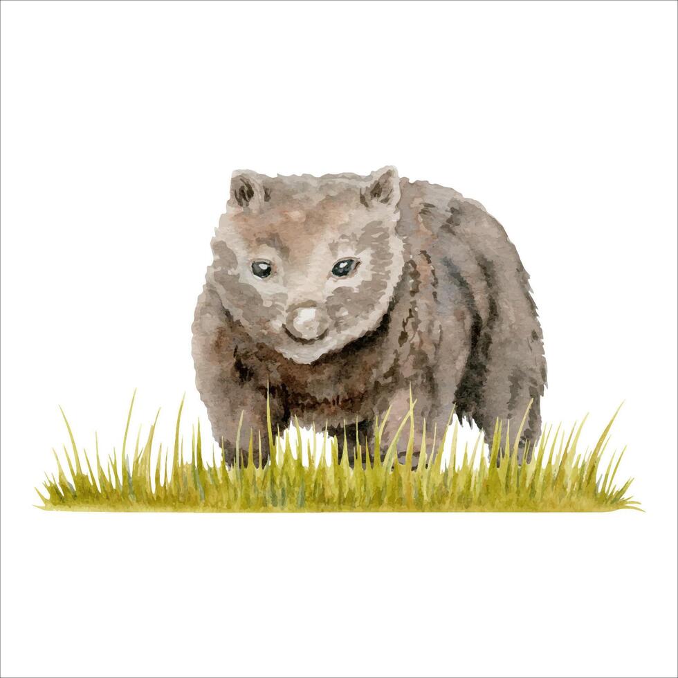 Wombat on a strip of grass composition. Watercolor illustration isolated on white background. Hand drawn endemic Australian animal for cards designs, zoo stickers and prints. Native wildlife painting vector