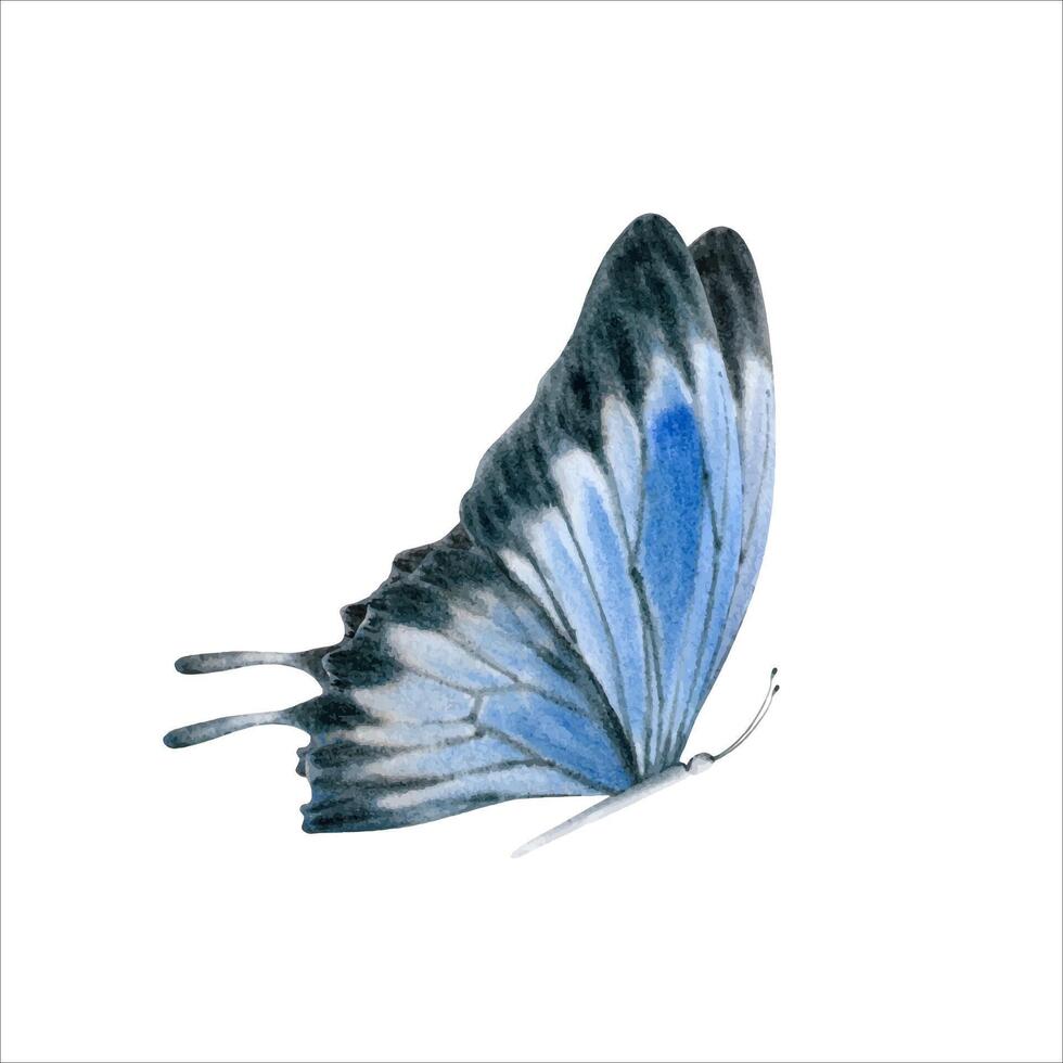 elegante realista mariposa en azul y negro colores. australiano ulises cola de golondrina polilla. acuarela ilustración aislado en blanco antecedentes. mano dibujado endémico insecto para tarjetas, huellas dactilares y telas vector