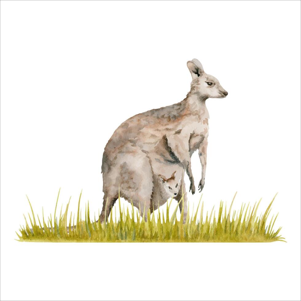 Kangaroo with a joey on strip of grass. Watercolor illustration isolated on white background. Hand drawn endemic Australian animal for cards designs, zoo stickers and prints. Native wildlife painting. vector