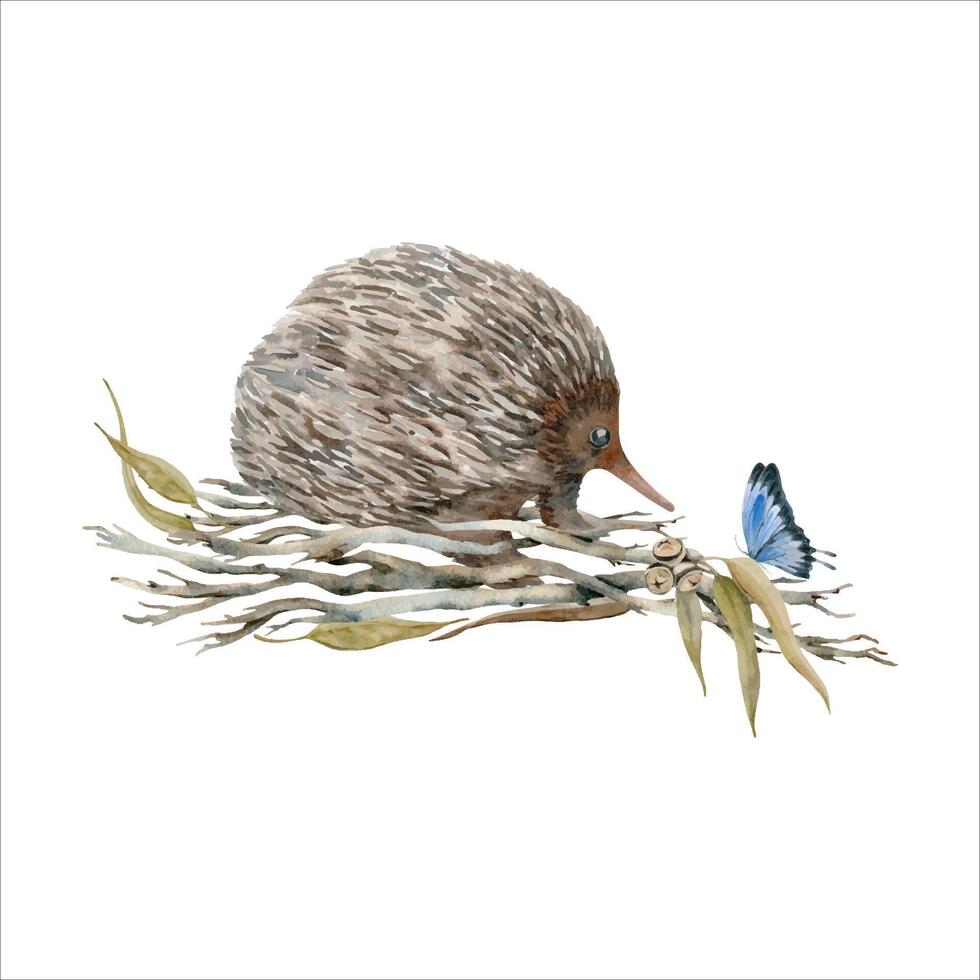 Cute echidna with butterfly on dry tree branches. Watercolor illustration isolated on white background. Hand drawn endemic Australian animal for cards designs, stickers, prints. Native wildlife sketch vector