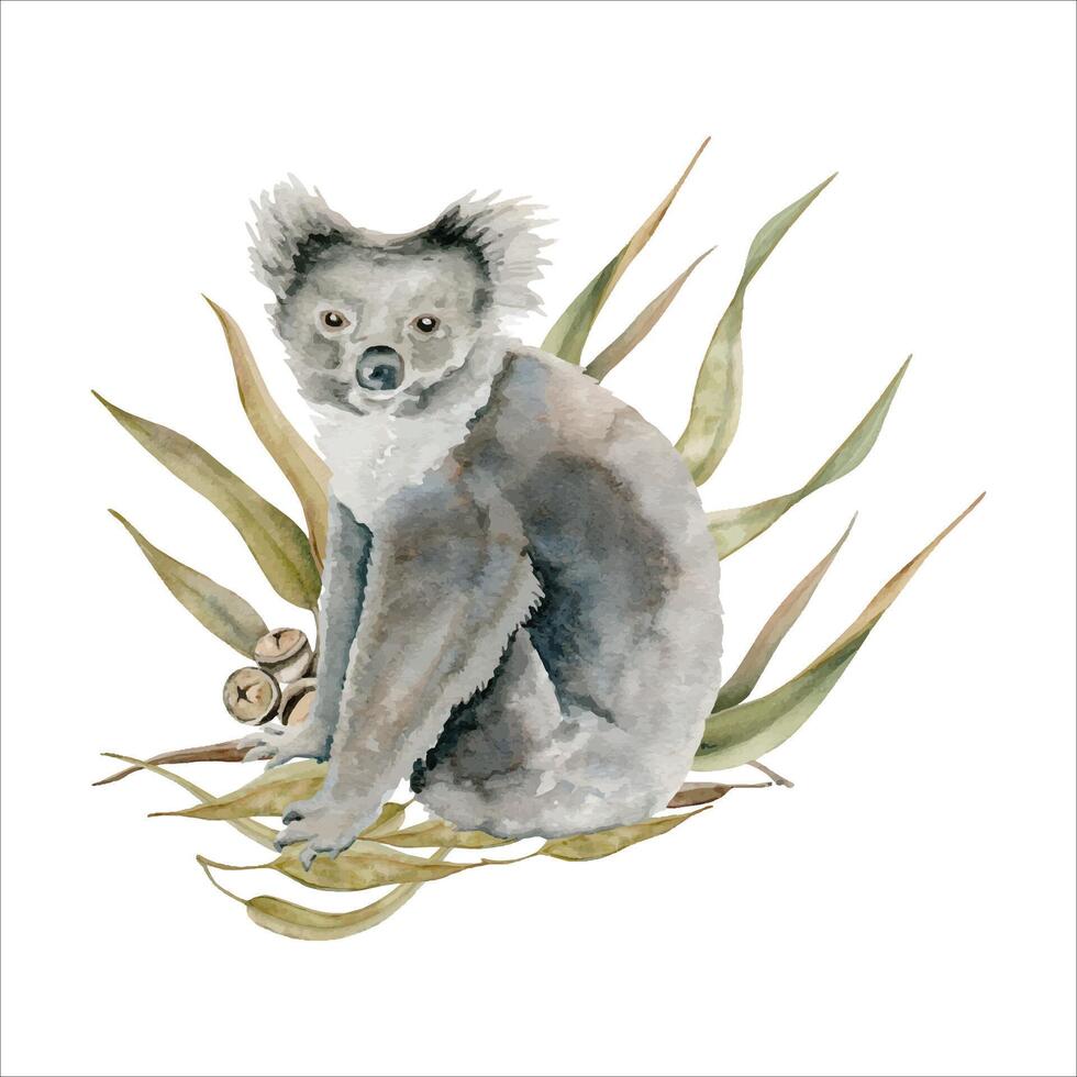Koala bear with eucalyptus gum tree leaves. Watercolor illustration isolated on white background. Hand drawn endemic Australian animal for cards designs, stickers and prints. Cuddly marsupial mammal. vector