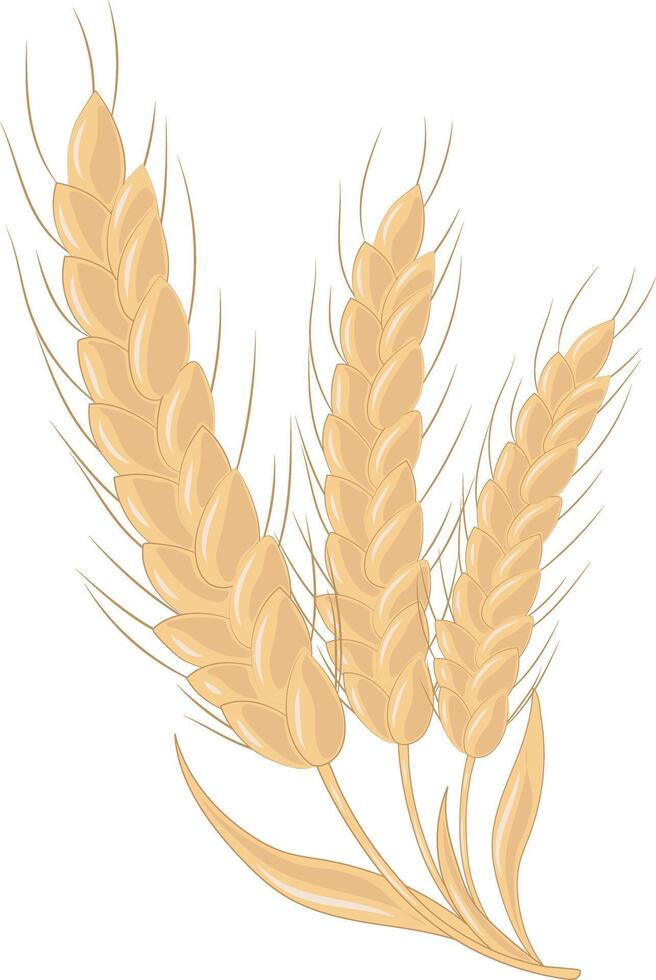 Golden Agriculture Wheat Ears Illustration Graphic Element Art Card vector