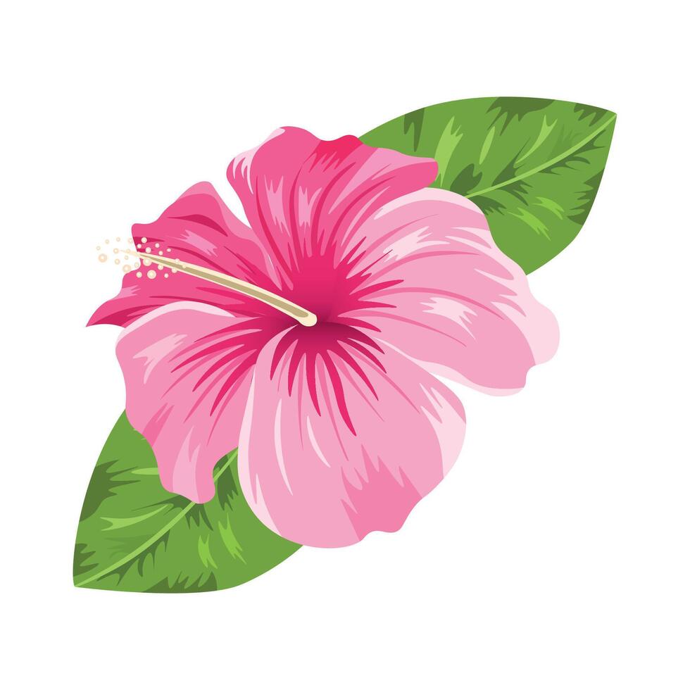 Hibiscus flower . Tropical exotic Hawaii plant isolated on white background. illustration vector