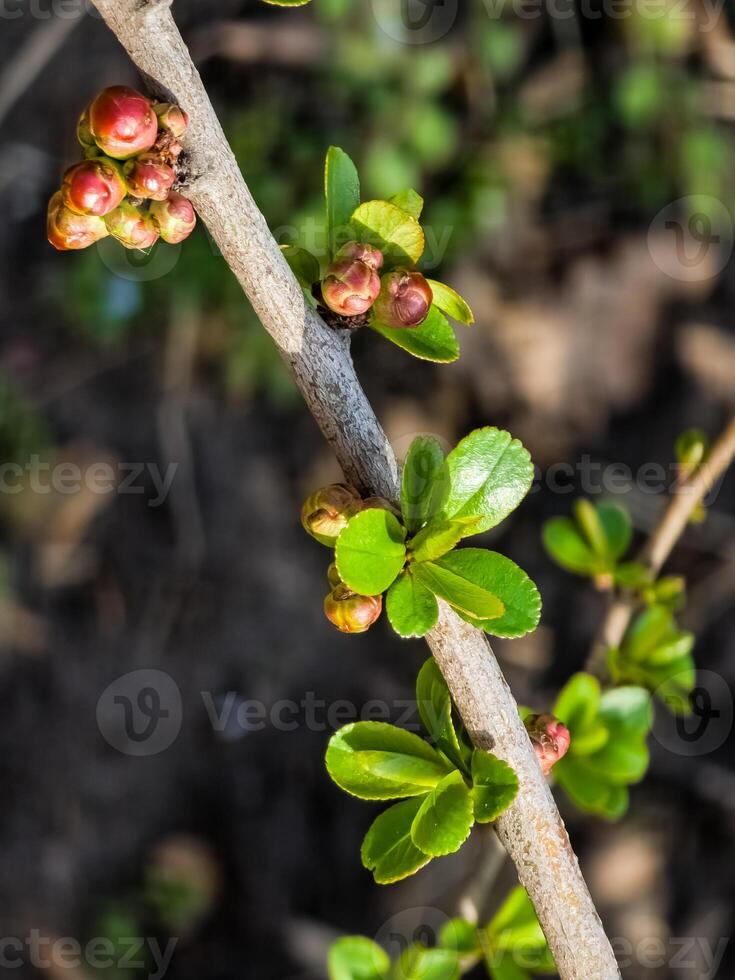 Buds of flowers and leaves of Chaenomeles speciosa, a shrub. known as Japanese quince or Chinese quince. photo