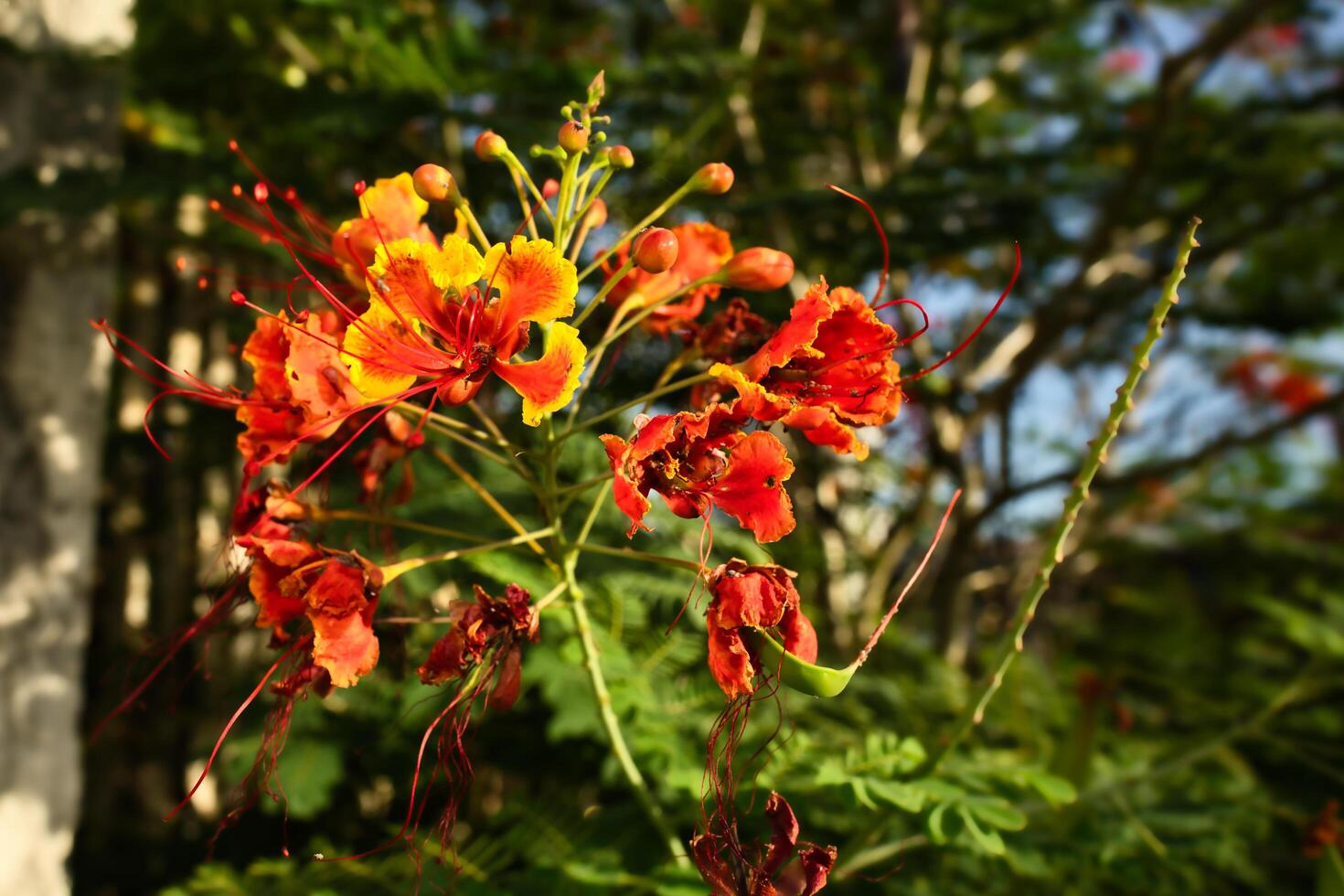 a red and yellow flower blooming in the sun photo