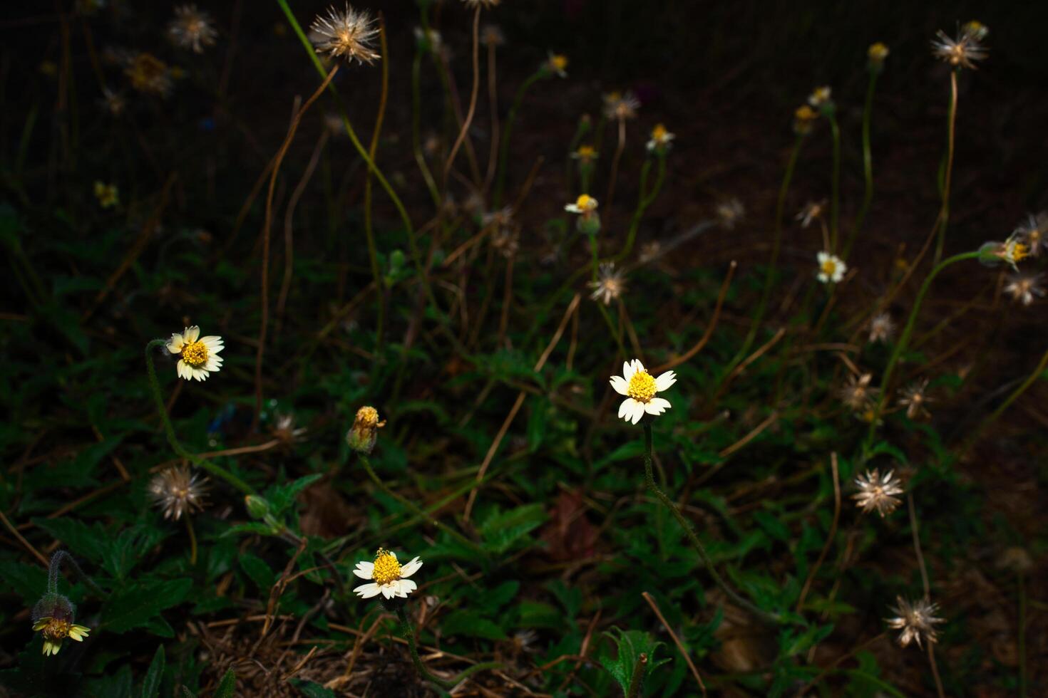 a field of wildflowers at night photo