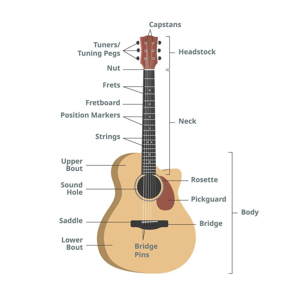 Parts of an acoustic guitar chart illustration. Guitar anatomy infographic. Guitar parts. Headstock, neck, fretboard, frets, strings, tuning pegs, sound hole, pickguard. Guitar parts vector