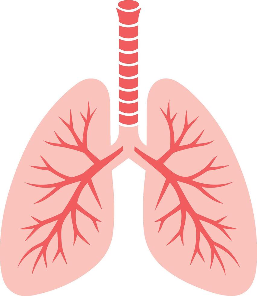 Human lungs anatomy icon illustration. vector