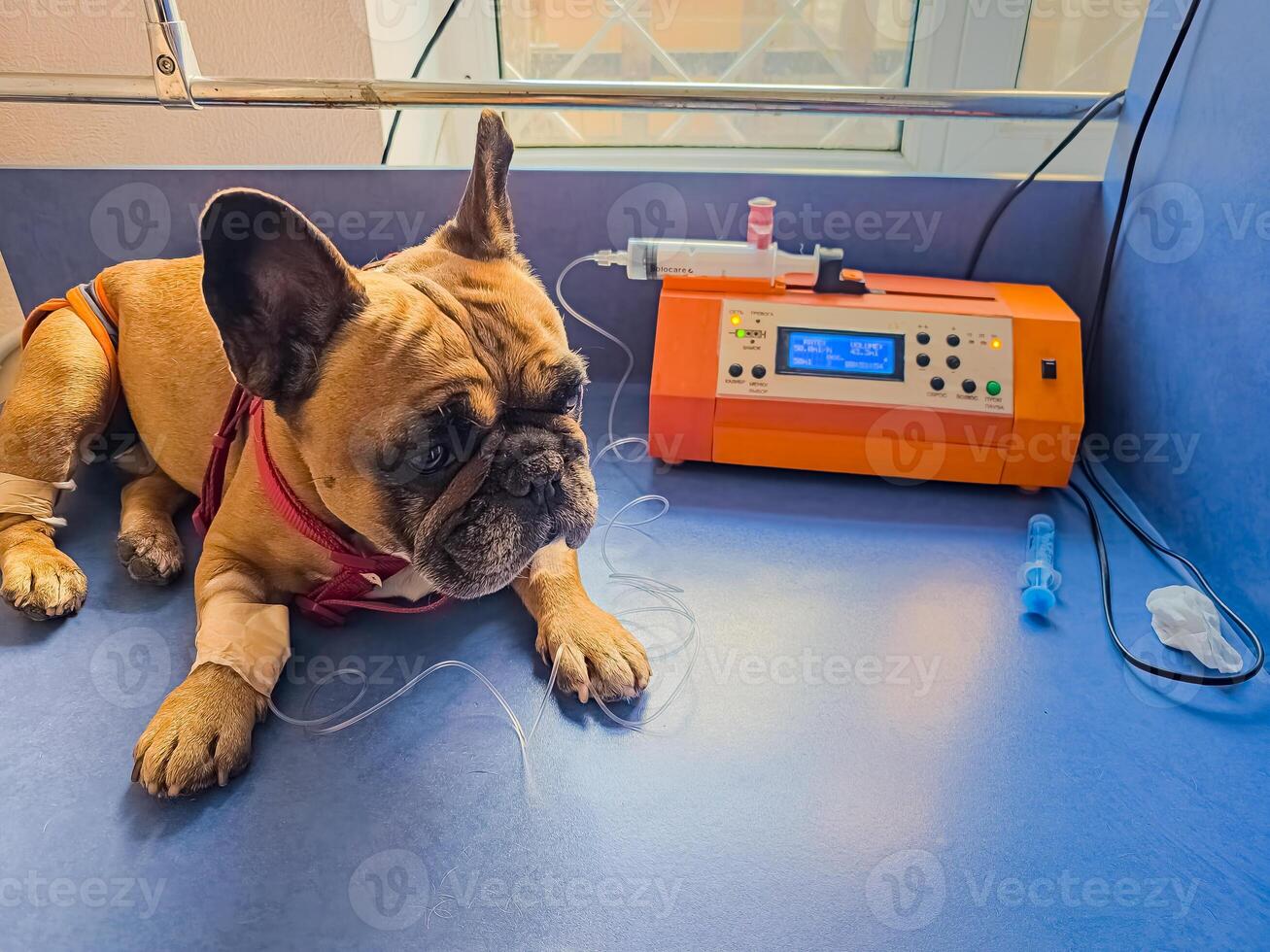 A French bulldog is being treated at a veterinary clinic. IV with catheter in the paw. photo