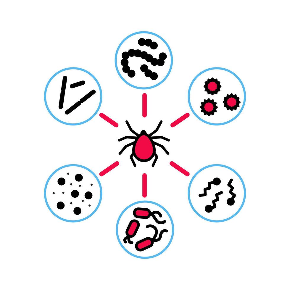 Diseases transmitted by ticks diagram. Color flat infographics. vector