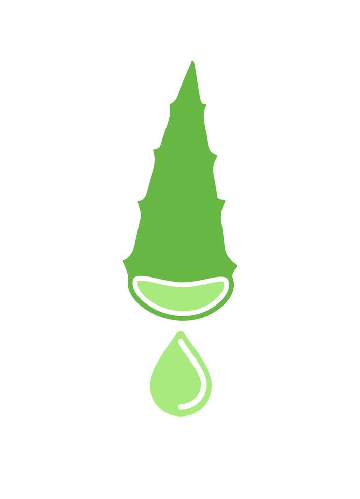 Aloe vera leaf section with fresh drop of aloe juice. Flat color illustration isolated on white background. vector