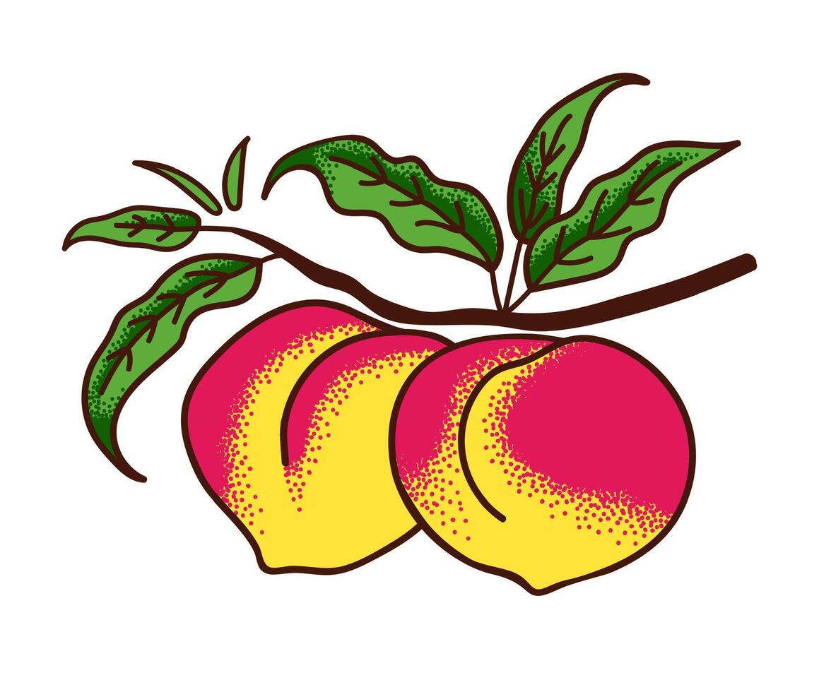 Ripe peaches on branch with leaves isolated on white. Color illustration engraving style. vector