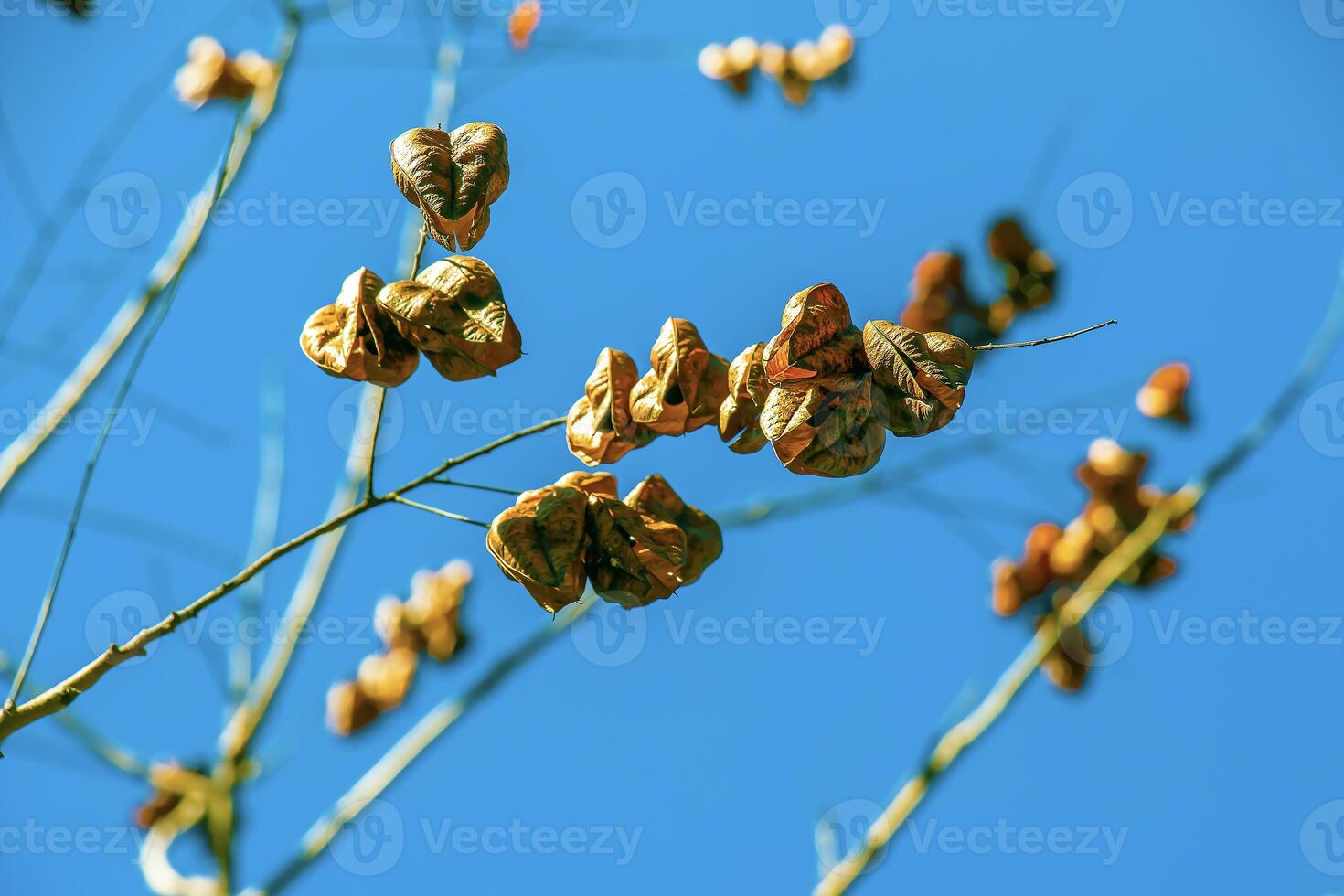 Koelreuteria paniculata tree and flower in spring. The yellow flowers have turned into brownish seed pods photo