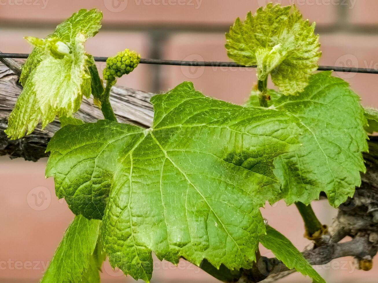 Young leaves and flower buds on a grape vine in spring. Selective focus photo