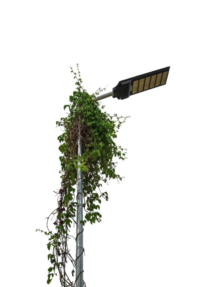 Solar power poles covered with creeping weeds photo