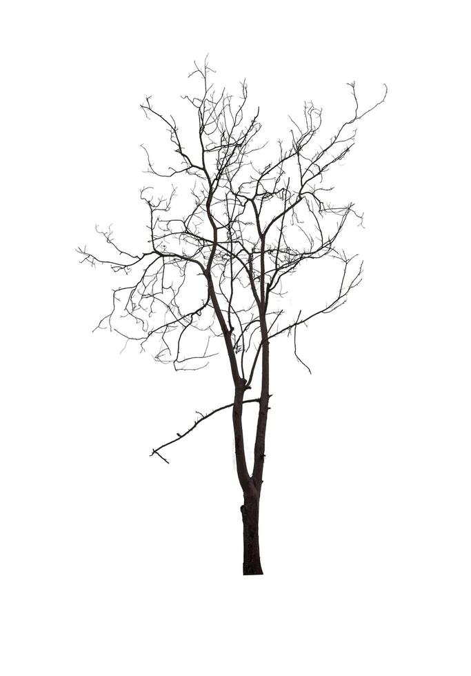 Leafless tree isolated on white background. photo