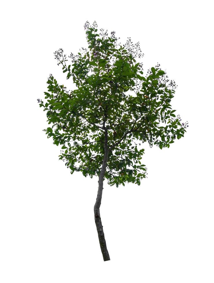 single tree isolated on white background with clipping path photo