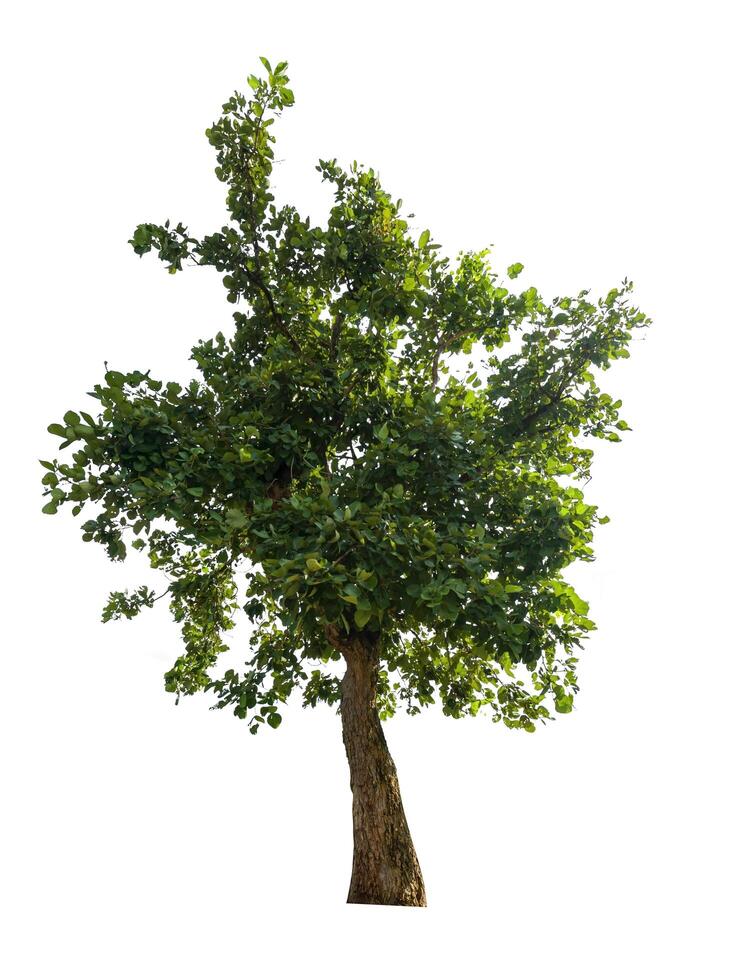 single tree isolated on white background with clipping path photo