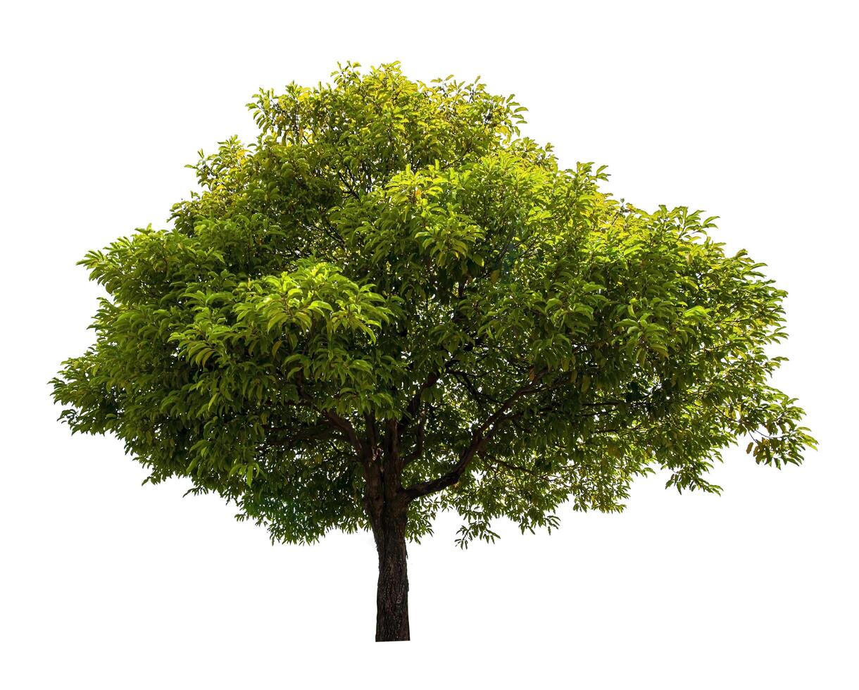 single tree isolated on white background with clipping path photo