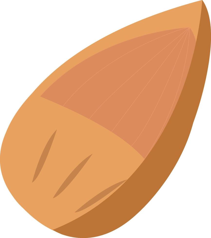 almonds illustration design, art and creativity vector